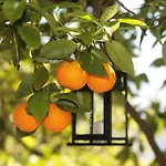 L' Arancio In Fiore 4*