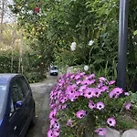 L' Arancio In Fiore