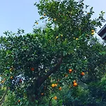 Frühstückspension L' Arancio In Fiore 4*