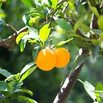 Frühstückspension L' Arancio In Fiore 4*