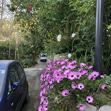 L' Arancio In Fiore