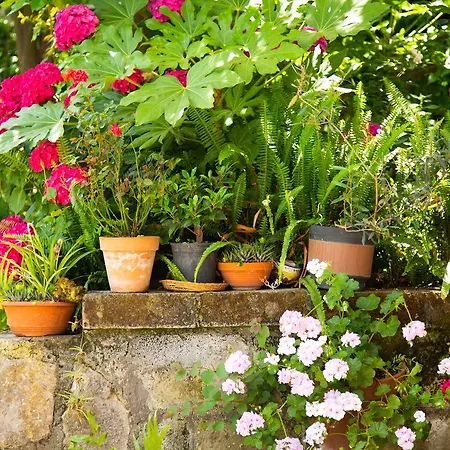 L' Arancio In Fiore Bed and Breakfast Sant'Agnello