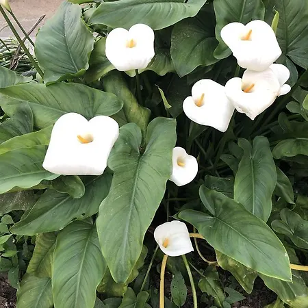 Bed & Breakfast L' Arancio In Fiore