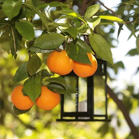 L Arancio In Fiore Bad&Breakfast *