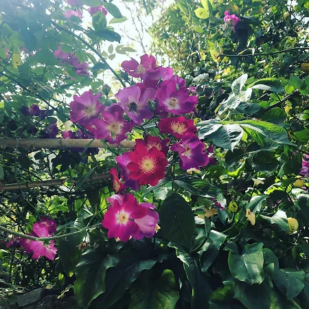 L' Arancio In Fiore * Sant'Agnello