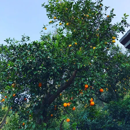 Bed & Breakfast L Arancio In Fiore Bad&Breakfast *