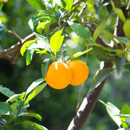 Bed & Breakfast L Arancio In Fiore Bad&Breakfast *