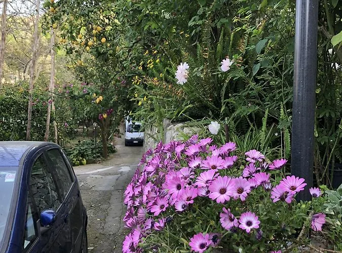 L' Arancio In Fiore