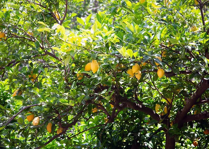 فندق مبيت وإفطار L' Arancio In Fiore